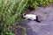 Portrait of a black and white kitten hunting on a mouse in nature