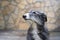 Portrait of a black and white long hair greyhound