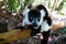 Portrait of black-and-white ruffed lemur aka Varecia variegata or Vari lemur at the tree, Atsinanana region, Madagascar