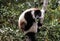 Portrait of black-and-white ruffed lemur aka Varecia variegata or Vari lemur at the tree, Atsinanana region, Madagascar