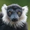 Portrait of black and white ruffed lemur at smooth background