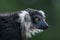 Portrait of black and white ruffed lemur at smooth background