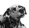 Portrait of a black and white spotted dalmatian dog