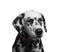 Portrait of a black and white spotted dalmatian dog breed in the