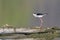 Portrait of Black-winged Stilt