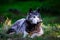 Portrait of a black wolf or timberwolf in the forest