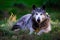 Portrait of a black wolf or timberwolf in the forest