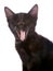 Portrait of a black yawning kitten.