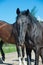 Portrait of black young  brood mare posing early morning. close up