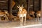 Portrait of a blackbuck antilope in a zoo while yawning