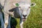 Portrait of a bleating sheep with green earmarks