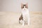 Portrait of a blind white and brown tabby cat sitting on a beige fleecy rug. Cute and affectionate rescued kitty, lost its eyes