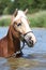 Portrait of blond haflinger in the water