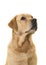Portrait of a blond labrador dog looking up on a white background