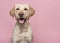 Portrait of a blond labrador retriever dog looking at the camera