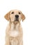 Portrait of a blond labrador retriever dog looking up