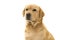 Portrait of a blond labrador retriever glancing away isolated on a white background