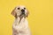 Portrait of a blond labrador retriever puppy looking up on a yellow background