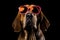 Portrait Bloodhound Dog With Sunglasses Black Background