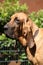 Portrait of bloodhound in the garden