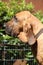 Portrait of bloodhound in the garden