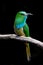 Portrait of Blue-bearded Bee-eater