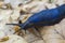 Portrait blue Bielzia coerulans slug crawls over dry leaves