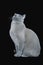 Portrait of Blue Burmese cat in studio