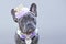 Portrait of blue coated French Bulldog dog wearing a golden and pink crown and flower collar