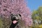 A portrait of blue english staffordshire bull terrier in spring