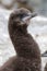 Portrait of blue-eyed Antarctic cormorant downy chick