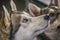 Portrait of a blue-eyed Siberian Husky close-up.