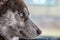 Portrait of a blue-eyed Siberian husky close-up profile