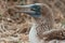 Portrait of a blue-footed booby