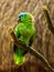 Portrait of Blue-fronted Parrot