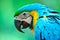 Portrait of Blue Golden Parakeet (Ara ararauna)