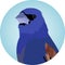 portrait of a blue grosbeak bird