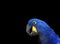 Portrait blue hyacinth macaw