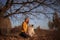 Portrait of a Blue Merle Rough Collie and a girl under oak branches in an autumn park at sunset