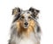 Portrait of a Blue merle Sheltie, isolated