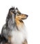 Portrait of a Blue merle Sheltie, isolated