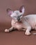 Portrait of blue mink and white color Sphinx Cat 4 months old with blue eyes. Studio shot