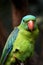 Portrait of Blue-naped parrot, Tanygnathus lucionensis, Green parrot with red beak