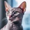 Portrait of a blue Oriental Shorthair cat sitting in light room beside a window. Closeup face of a beautiful Oriental Shorthair