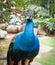 Portrait of a blue peacock.