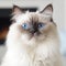 Portrait of a blue point Himalayan cat sitting in a light a room beside a window. Closeup face of a beautiful Himalayan cat at