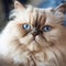 Portrait of a blue point Himalayan cat sitting in a light a room beside a window. Closeup face of a beautiful Himalayan cat at