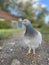 a portrait of a blue racing pigeon on the ground