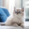 Portrait of a blue Ragamuffin kitten lying on sofa beside a window in a light room. Cute Ragamuffin kitty at home. Portrait of an