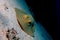 Portrait of blue spotted stingray